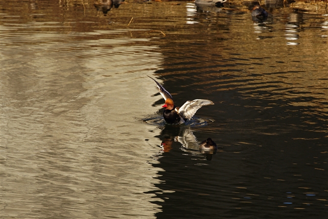 AJnVnW,Red-crested Pochard